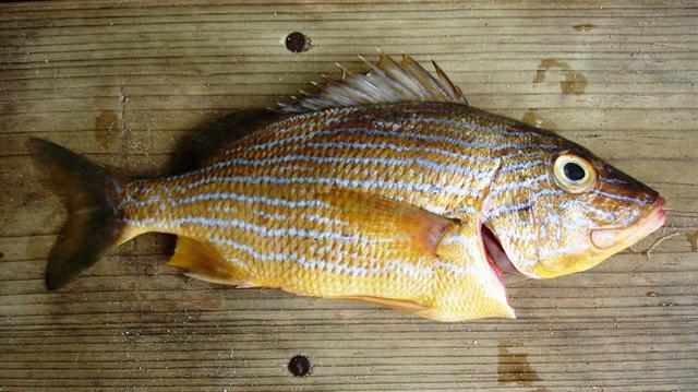 Haemulon sciurus (Shaw, 1803)